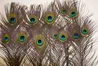 peacock-feather.jpg